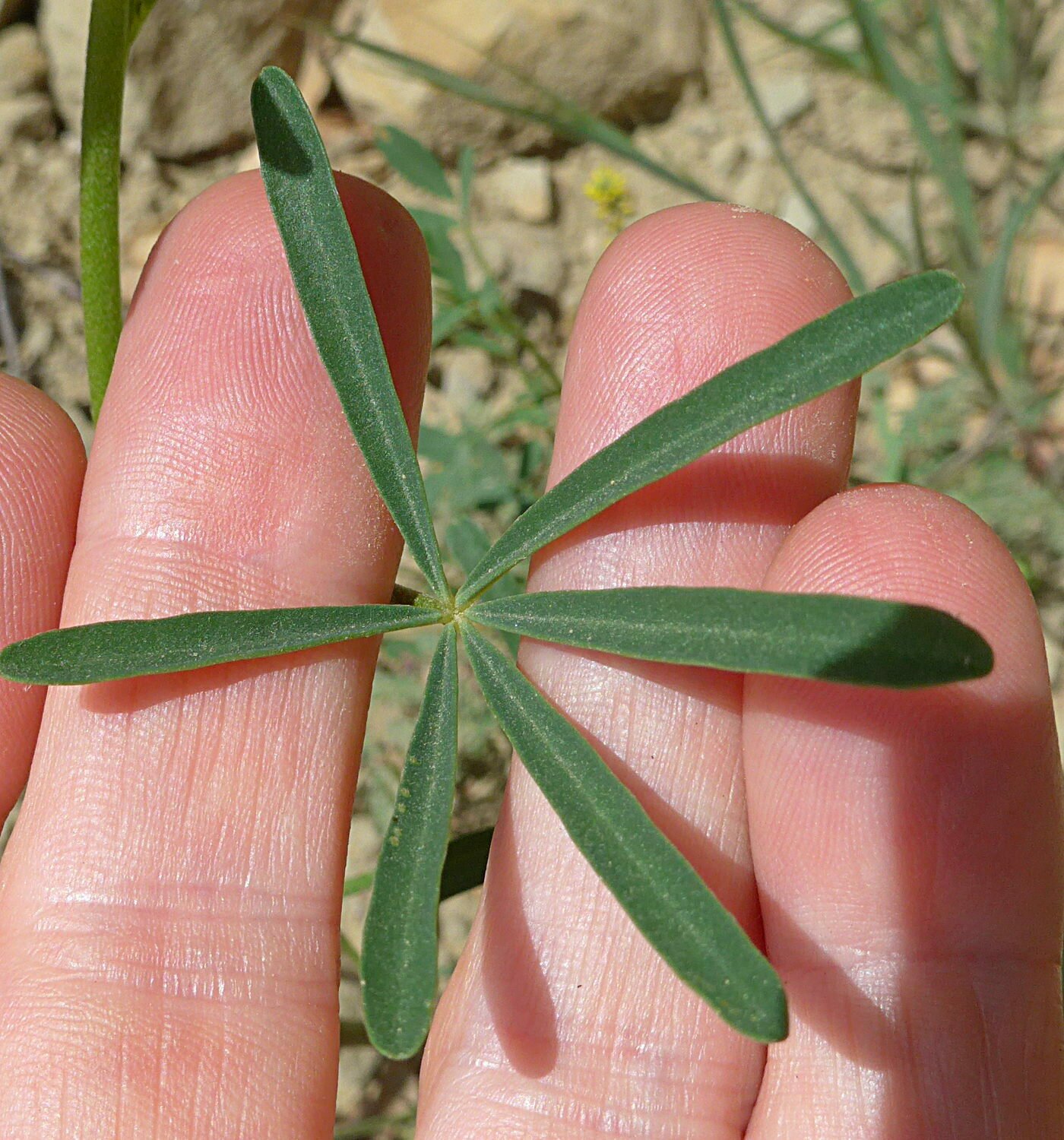 High Resolution Lupinus sparsiflorus Leaf